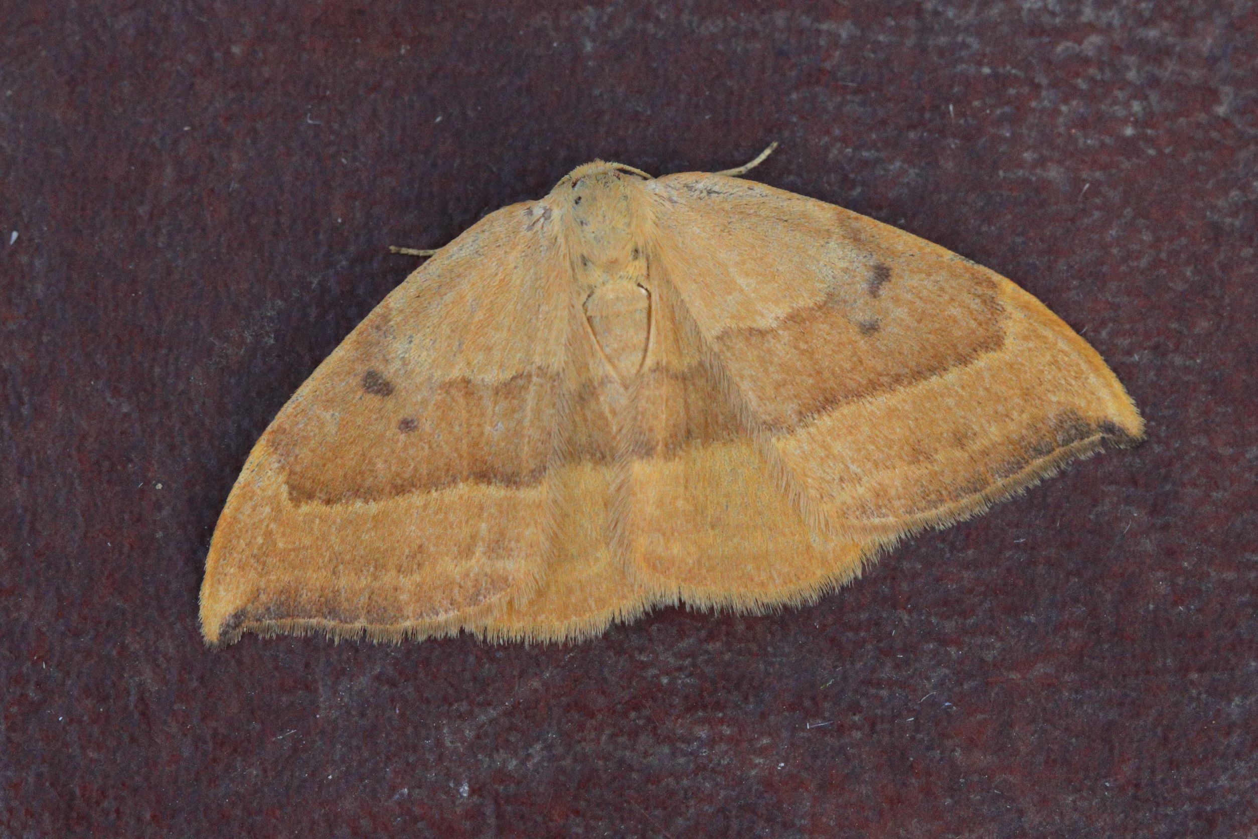 Photo of Barred Hook-tip (Watsonalla cultraria)